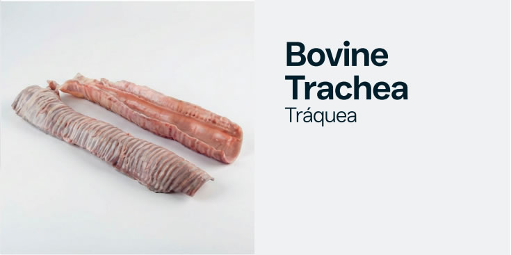 bovinetrachea