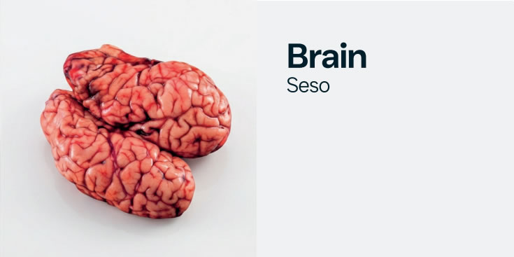 brain