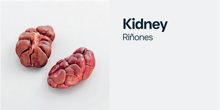kidney