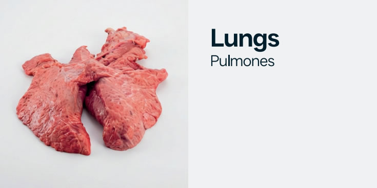 lung