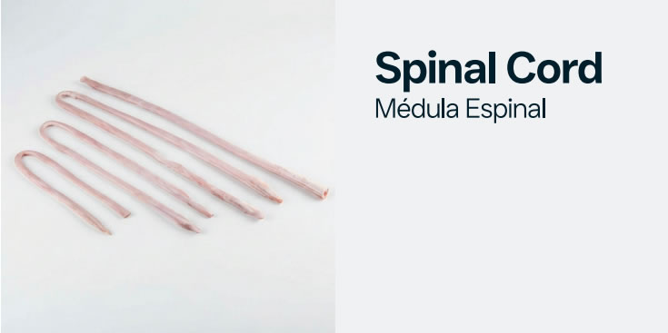 spinalcord