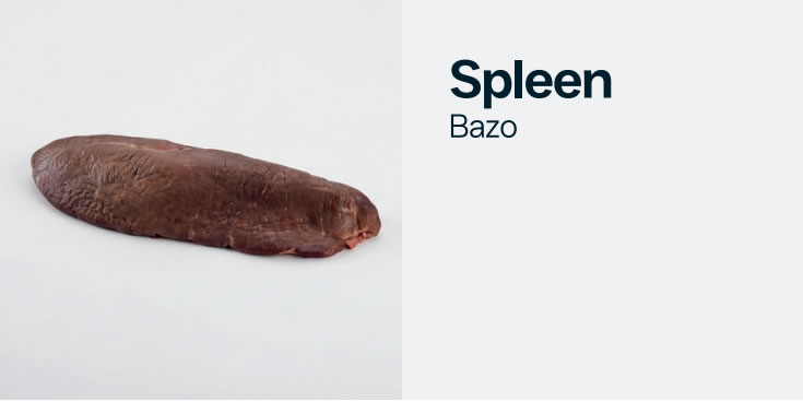 spleen