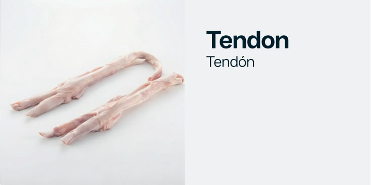 tendon